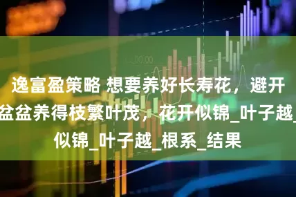 逸富盈策略 想要养好长寿花，避开这6大忌，盆盆养得枝繁叶茂，花开似锦_叶子越_根系_结果